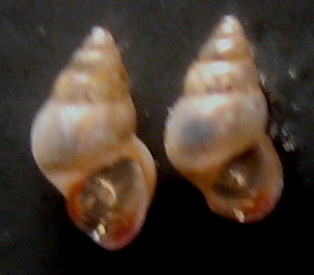 Pusillina incospiqua